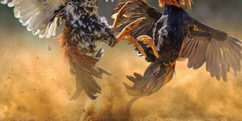 Hướng dẫn về cách chăm sóc cho thần kê vảy Án Thiên
