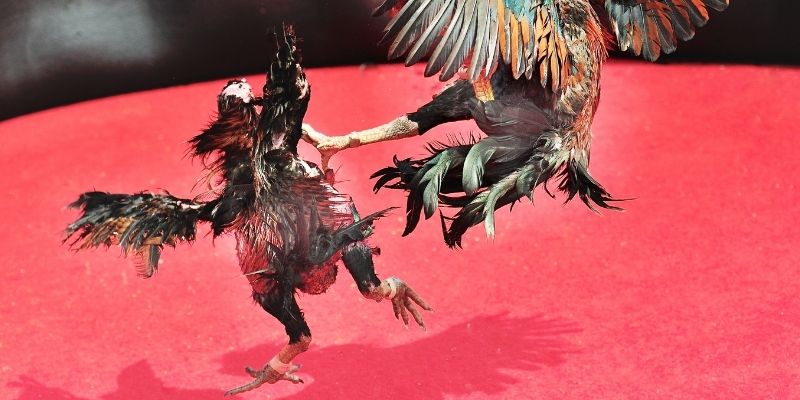 Tổng hợp các lợi ích khi tham gia đá gà cựa sắt tại 79King