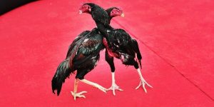 Đá Gà Cựa Sắt Tại 79King – Hướng Dẫn Tham Gia Cho Tân Thủ