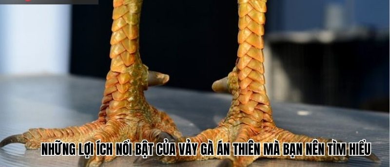 Những lợi ích nổi bật của vảy gà Án Thiên mà bạn nên tìm hiểu