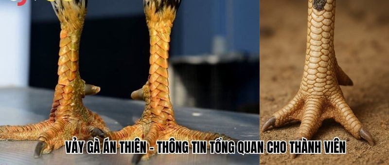 Vảy gà Án Thiên – Thông tin tổng quan cho thành viên